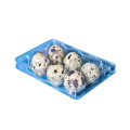 plastic PET clear quail egg tray for sale
